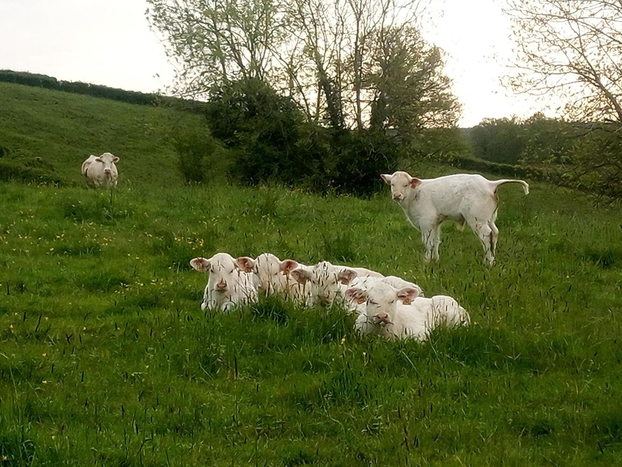 Gite A La Ferme Le Rousset 외부 사진