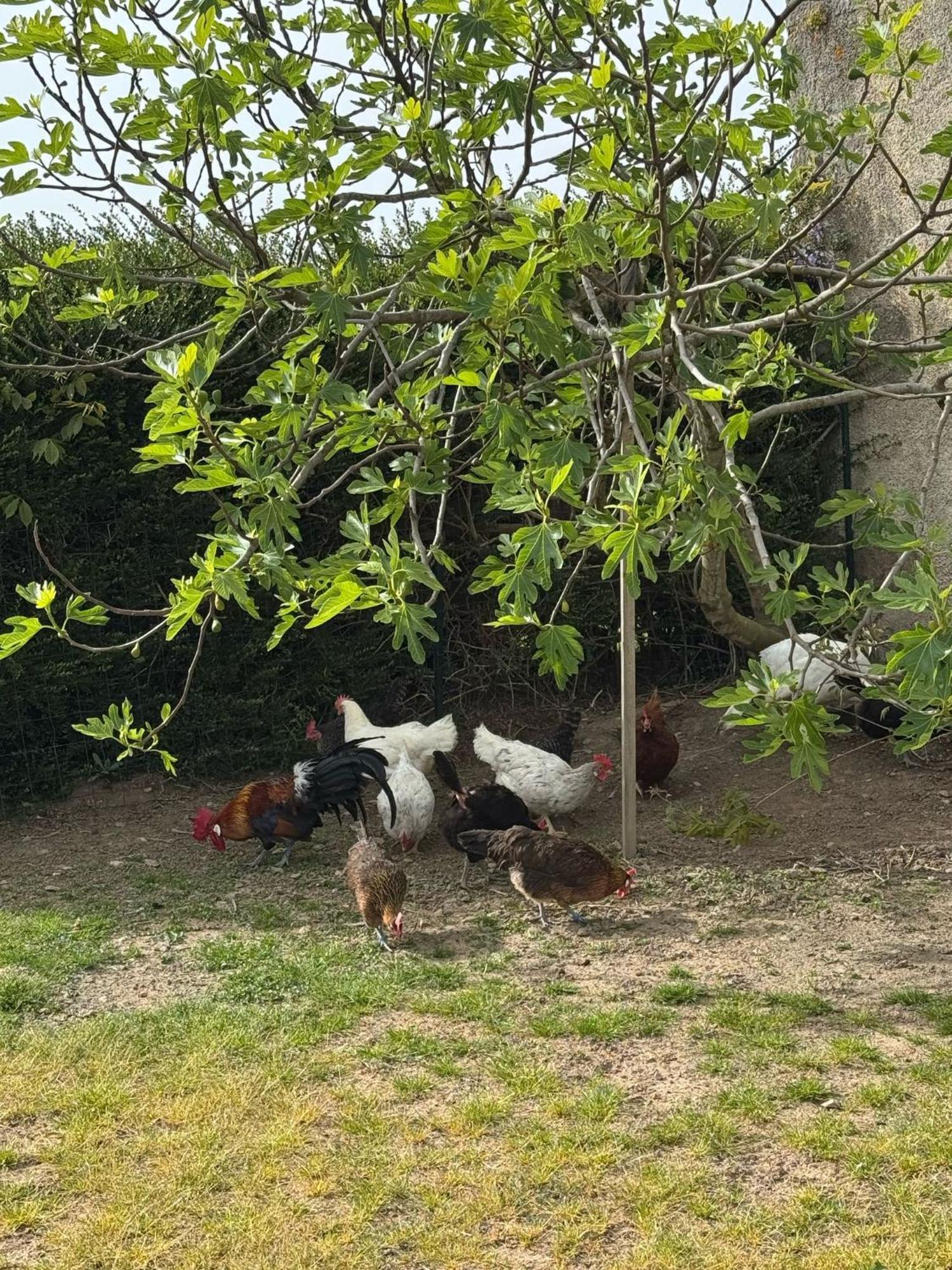 Gite A La Ferme Le Rousset 외부 사진